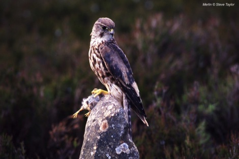 Merlin, Langholm